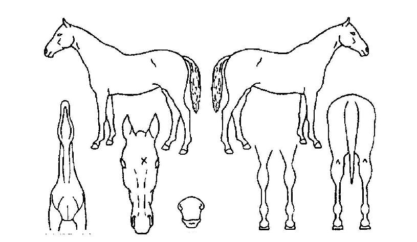 �Ƹ��ٿ���� ����,���,�޸�,�λ�,�ٸ��� Ư¡����