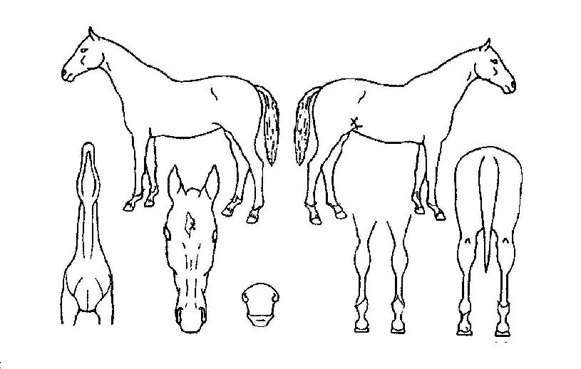 °¡¼ÓÁÖÀÚÀÇ Ãø¸é,¿ì¸é,µÞ¸é,µÎ»ó,´Ù¸®ÀÇ Æ¯Â¡µµÇØ