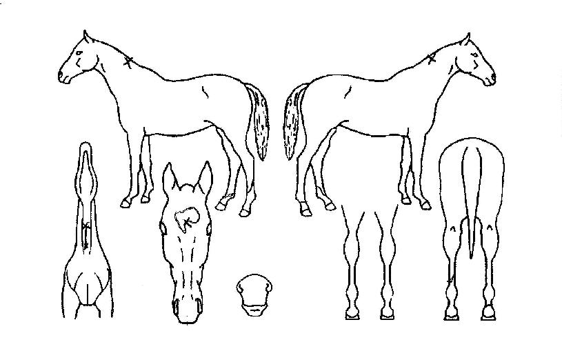 ÄÚ¸®¾Æ½ºÅ¸ÀÇ Ãø¸é,¿ì¸é,µÞ¸é,µÎ»ó,´Ù¸®ÀÇ Æ¯Â¡µµÇØ