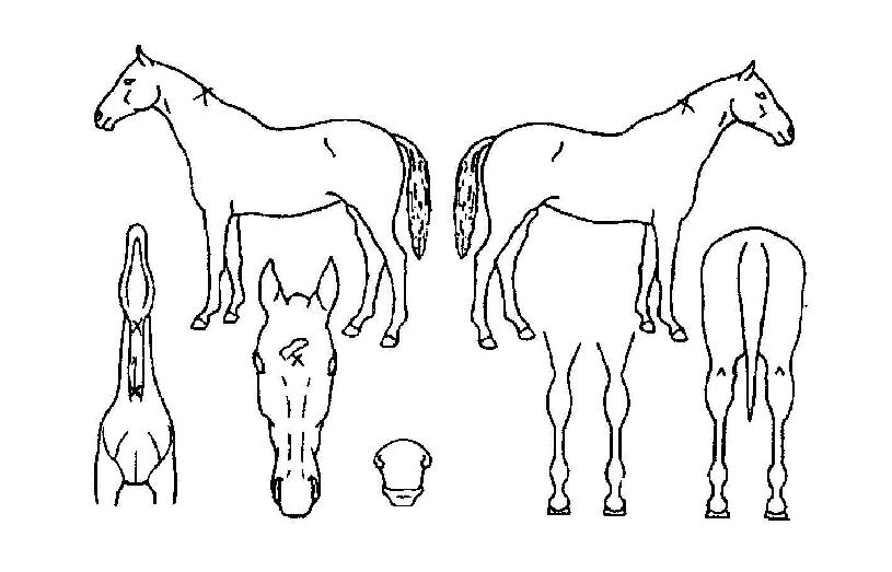 �츮����� ����,���,�޸�,�λ�,�ٸ��� Ư¡����