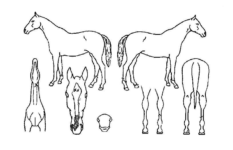 ��ǳ���̷��� ����,���,�޸�,�λ�,�ٸ��� Ư¡����