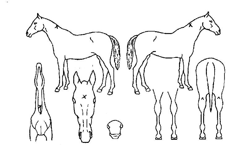 �ö��̿����� ����,���,�޸�,�λ�,�ٸ��� Ư¡����