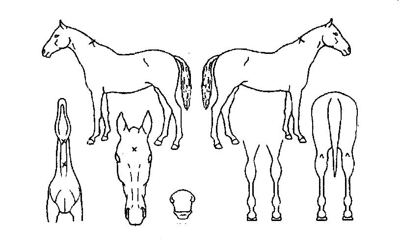 �޵����� ����,���,�޸�,�λ�,�ٸ��� Ư¡����