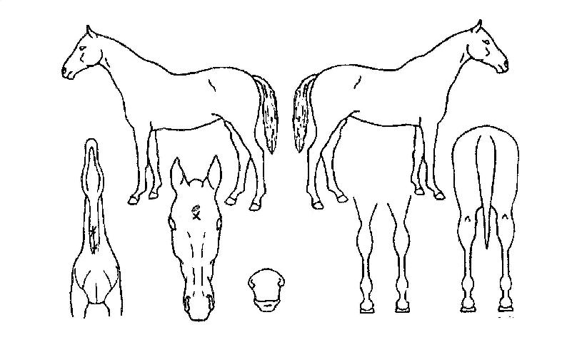 ���ڼ��� ����,���,�޸�,�λ�,�ٸ��� Ư¡����