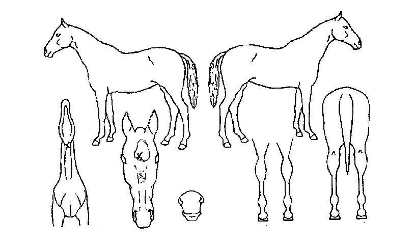 º½ºñÀÇ Ãø¸é,¿ì¸é,µÞ¸é,µÎ»ó,´Ù¸®ÀÇ Æ¯Â¡µµÇØ