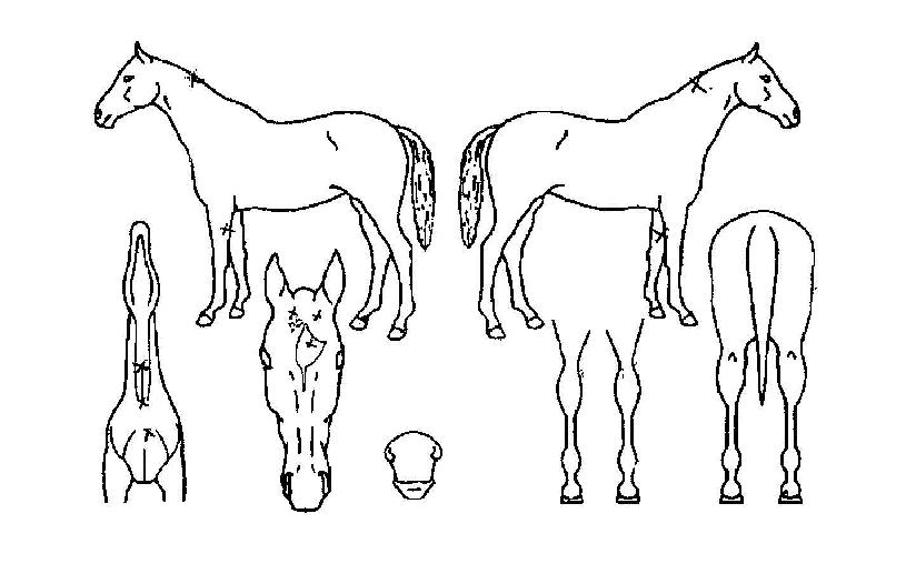 �����ǹ��� ����,���,�޸�,�λ�,�ٸ��� Ư¡����