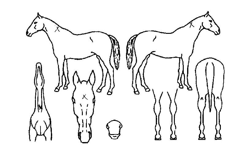 ž¿ùµåÀÚ¸¶ÀÇ Ãø¸é,¿ì¸é,µÞ¸é,µÎ»ó,´Ù¸®ÀÇ Æ¯Â¡µµÇØ