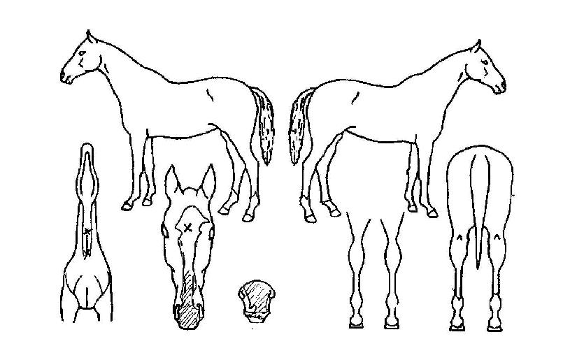 �ν�ƮŸ��Ʋ�ڸ��� ����,���,�޸�,�λ�,�ٸ��� Ư¡����