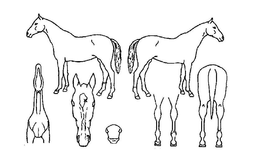 �λ꼺ŷ�� ����,���,�޸�,�λ�,�ٸ��� Ư¡����