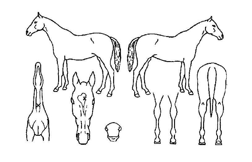 ºí·¢ÄÝÀÇ Ãø¸é,¿ì¸é,µÞ¸é,µÎ»ó,´Ù¸®ÀÇ Æ¯Â¡µµÇØ