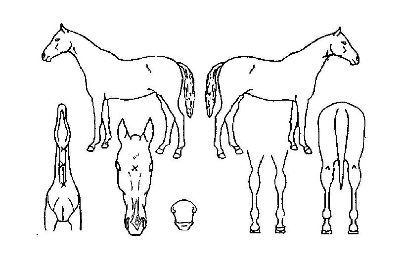 ¿ÃÆ÷À¯ÀÇ Ãø¸é,¿ì¸é,µÞ¸é,µÎ»ó,´Ù¸®ÀÇ Æ¯Â¡µµÇØ