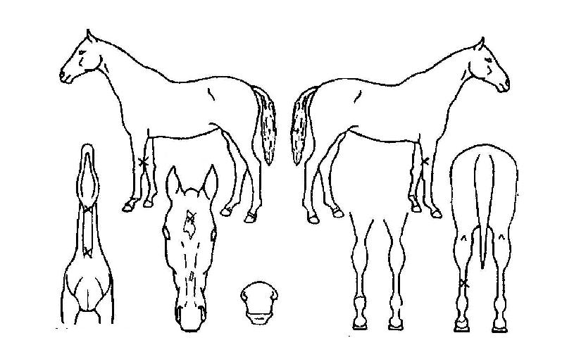 ¸á·Îµð¼±ÀÇ Ãø¸é,¿ì¸é,µÞ¸é,µÎ»ó,´Ù¸®ÀÇ Æ¯Â¡µµÇØ