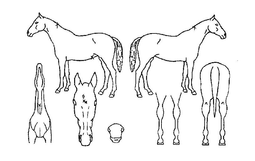 ��ž�� ����,���,�޸�,�λ�,�ٸ��� Ư¡����