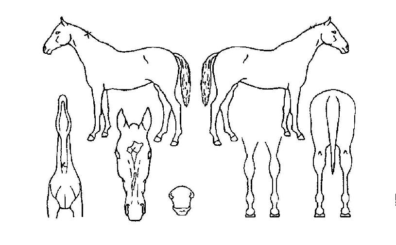 âõÀÇ Ãø¸é,¿ì¸é,µÞ¸é,µÎ»ó,´Ù¸®ÀÇ Æ¯Â¡µµÇØ