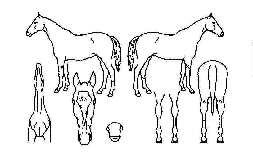 �������� ����,���,�޸�,�λ�,�ٸ��� Ư¡����