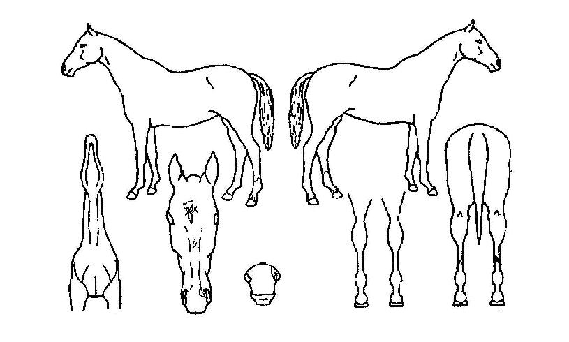 ¿ÍÀÌÁîÄýÀÇ Ãø¸é,¿ì¸é,µÞ¸é,µÎ»ó,´Ù¸®ÀÇ Æ¯Â¡µµÇØ