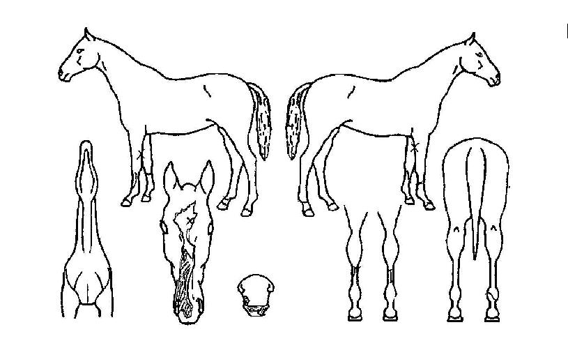 ±Ý°ü´ë·ÎÀÇ Ãø¸é,¿ì¸é,µÞ¸é,µÎ»ó,´Ù¸®ÀÇ Æ¯Â¡µµÇØ