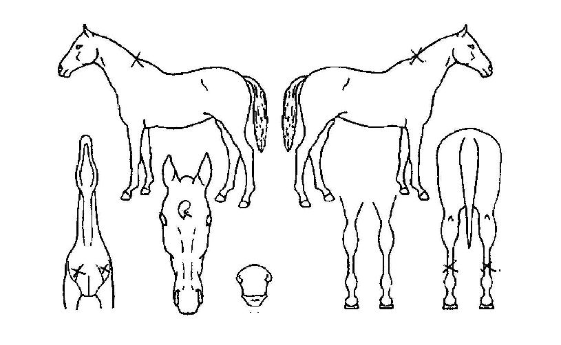 ¸®¼³·ÎÁîÀÇ Ãø¸é,¿ì¸é,µÞ¸é,µÎ»ó,´Ù¸®ÀÇ Æ¯Â¡µµÇØ