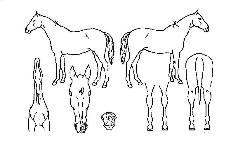 ÆÄ¿öºÒ¸´ÀÇ Ãø¸é,¿ì¸é,µÞ¸é,µÎ»ó,´Ù¸®ÀÇ Æ¯Â¡µµÇØ