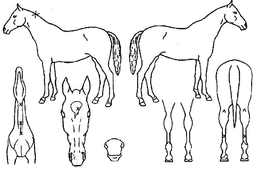 ���̸�ƲȣŰ���� ����,���,�޸�,�λ�,�ٸ��� Ư¡����