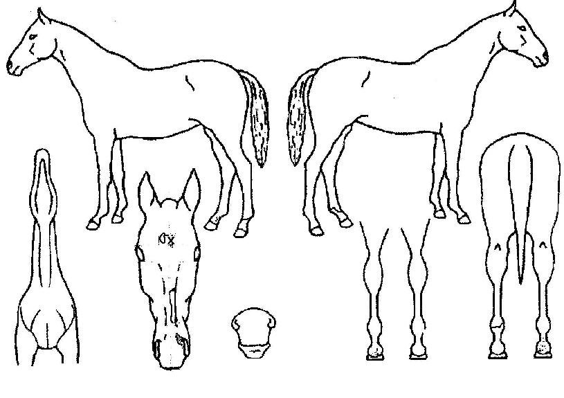 �δ����� ����,���,�޸�,�λ�,�ٸ��� Ư¡����