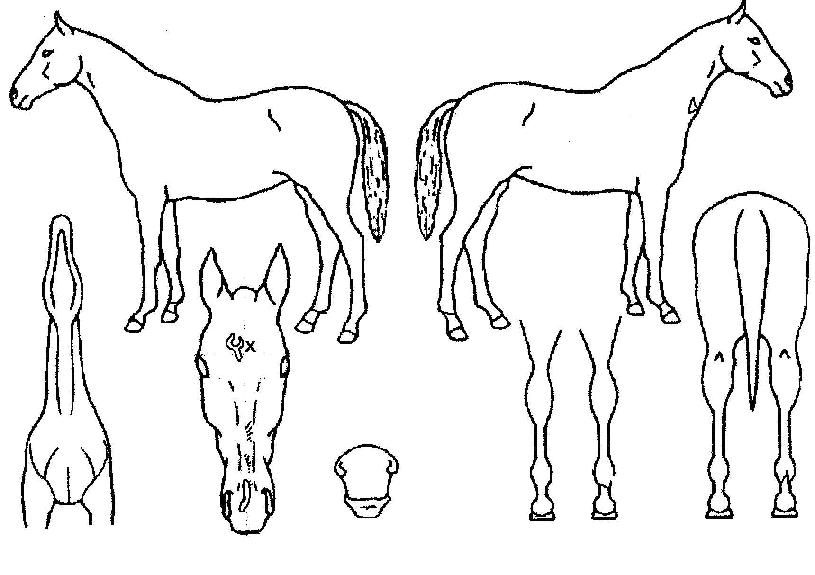 ��帶�̾�� ����,���,�޸�,�λ�,�ٸ��� Ư¡����