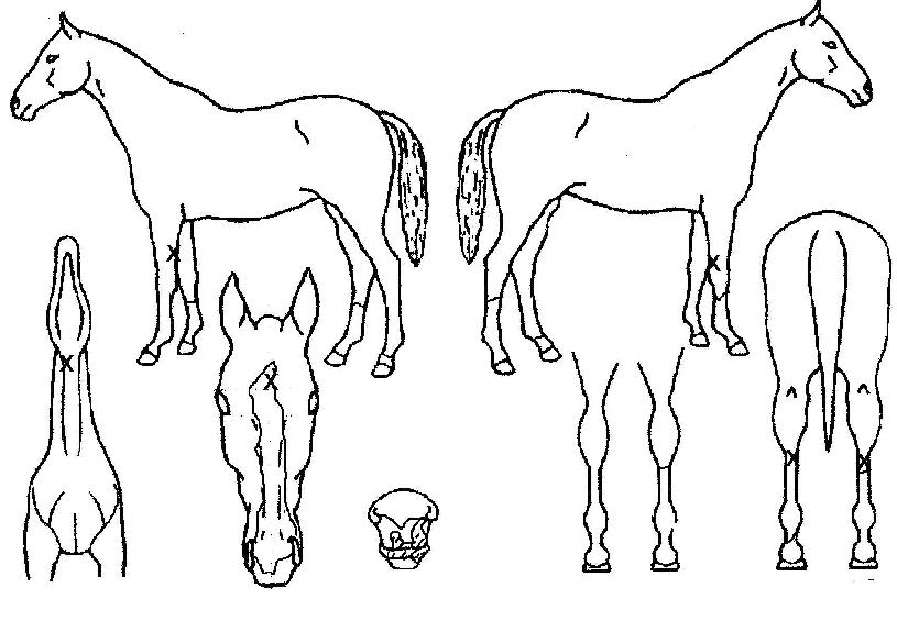 �ƶ󺣽�ũ���� ����,���,�޸�,�λ�,�ٸ��� Ư¡����