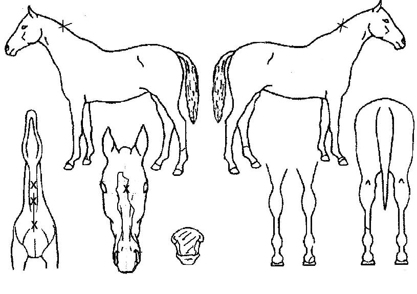 ½ÉÆ÷´Ï½ºÆ®ÀÇ Ãø¸é,¿ì¸é,µÞ¸é,µÎ»ó,´Ù¸®ÀÇ Æ¯Â¡µµÇØ