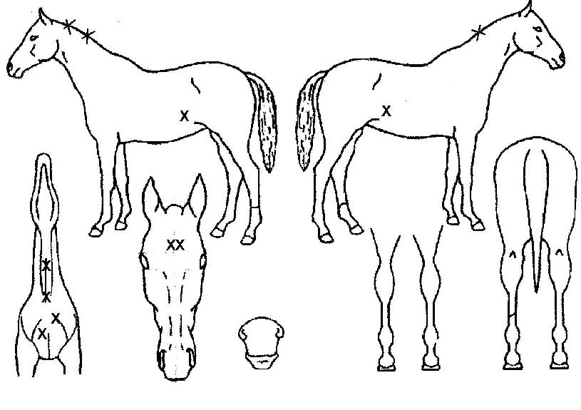 ���δ����� ����,���,�޸�,�λ�,�ٸ��� Ư¡����