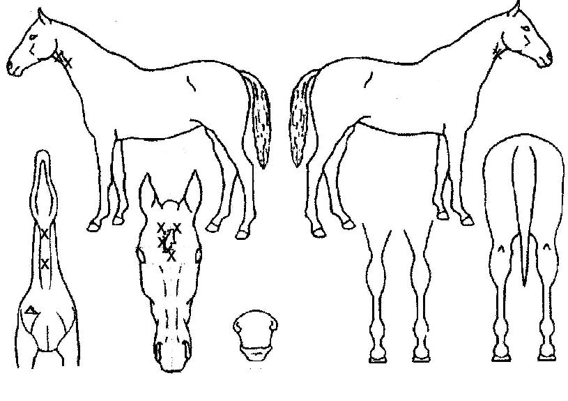 �����δ����� ����,���,�޸�,�λ�,�ٸ��� Ư¡����