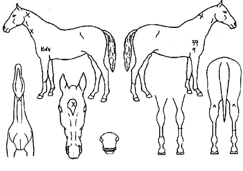 ¾Æ³Ê½º·¯³ÊÀÇ Ãø¸é,¿ì¸é,µÞ¸é,µÎ»ó,´Ù¸®ÀÇ Æ¯Â¡µµÇØ