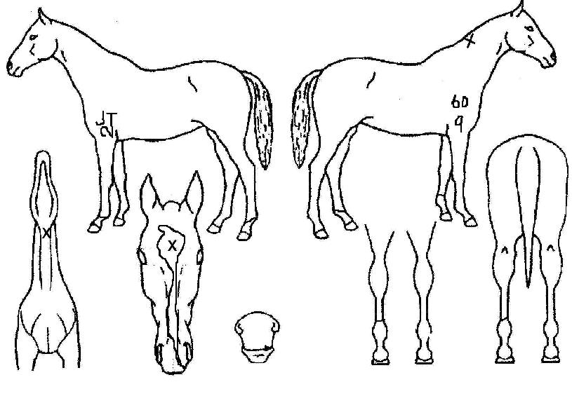 ÇöóÀ׷ѽºÀÇ Ãø¸é,¿ì¸é,µÞ¸é,µÎ»ó,´Ù¸®ÀÇ Æ¯Â¡µµÇØ