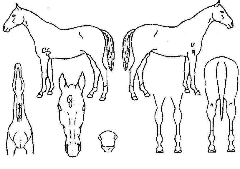 ����ź���� ����,���,�޸�,�λ�,�ٸ��� Ư¡����