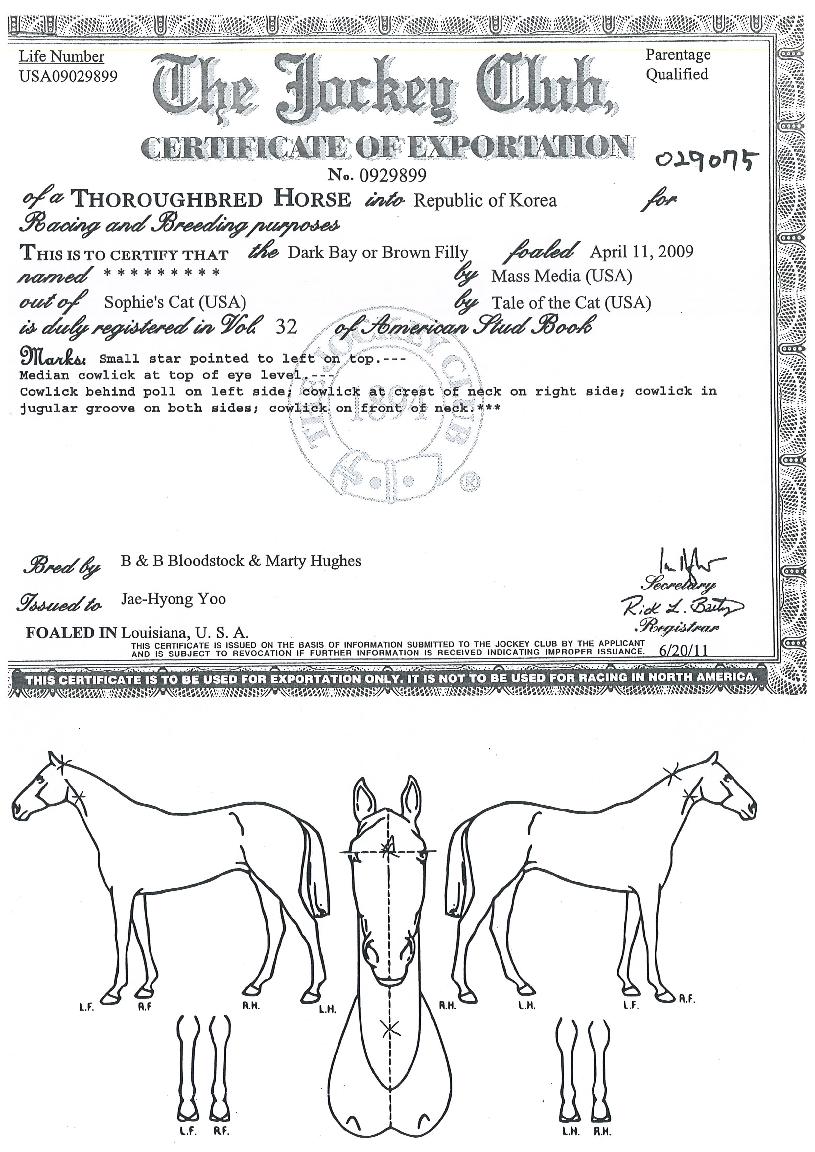 ´º¹Ìµð¾îÀÇ Ãø¸é,¿ì¸é,µÞ¸é,µÎ»ó,´Ù¸®ÀÇ Æ¯Â¡µµÇØ