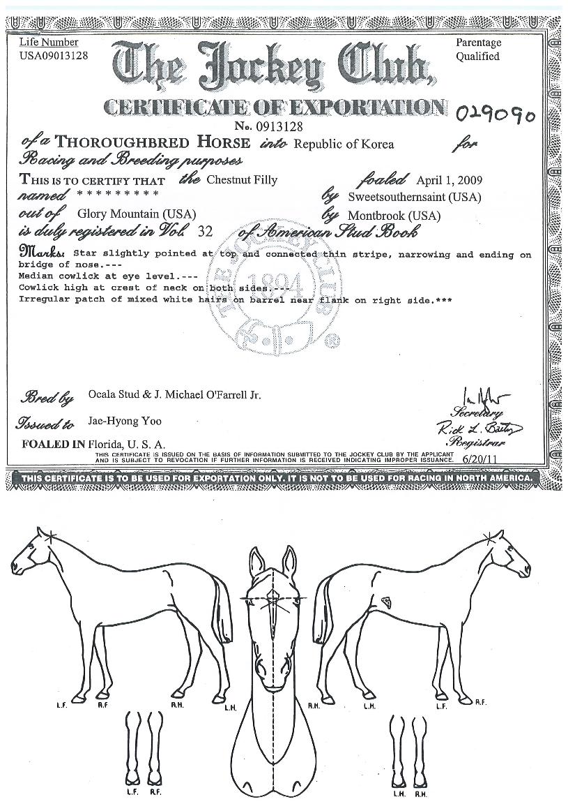 Ʈ���������� ����,���,�޸�,�λ�,�ٸ��� Ư¡����