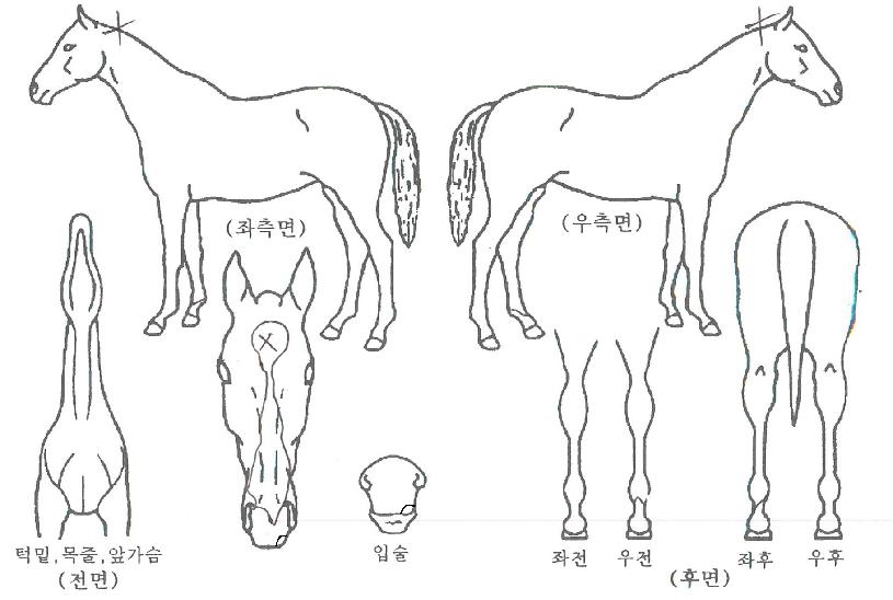 �����ǹٴ��� ����,���,�޸�,�λ�,�ٸ��� Ư¡����