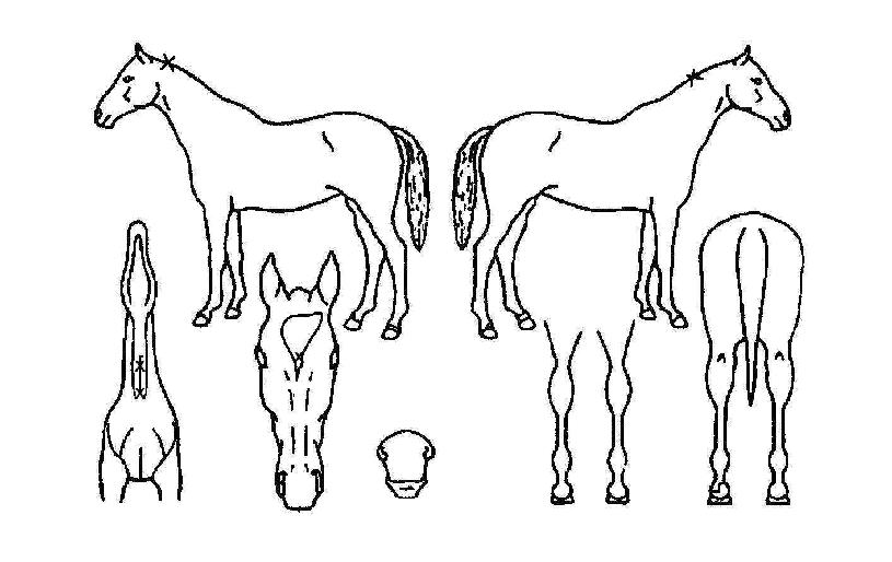 ÀåõÈ÷¾î·ÎÀÇ Ãø¸é,¿ì¸é,µÞ¸é,µÎ»ó,´Ù¸®ÀÇ Æ¯Â¡µµÇØ