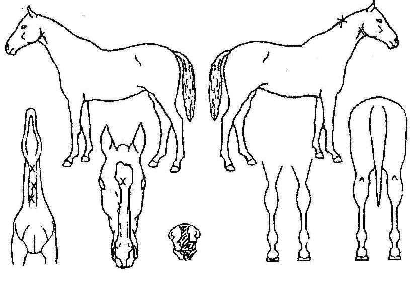 ¸¶¹ÌÁîÁÖ¾ó¸®ÀÇ Ãø¸é,¿ì¸é,µÞ¸é,µÎ»ó,´Ù¸®ÀÇ Æ¯Â¡µµÇØ