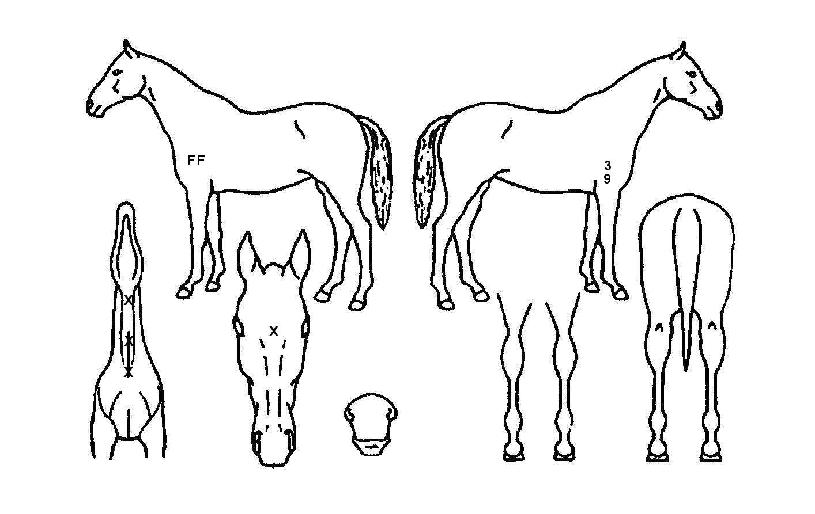 ÇÁ¸®¸¶µ·ÀÇ Ãø¸é,¿ì¸é,µÞ¸é,µÎ»ó,´Ù¸®ÀÇ Æ¯Â¡µµÇØ