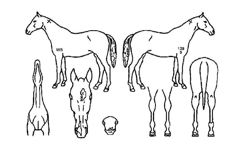 ����� ����,���,�޸�,�λ�,�ٸ��� Ư¡����