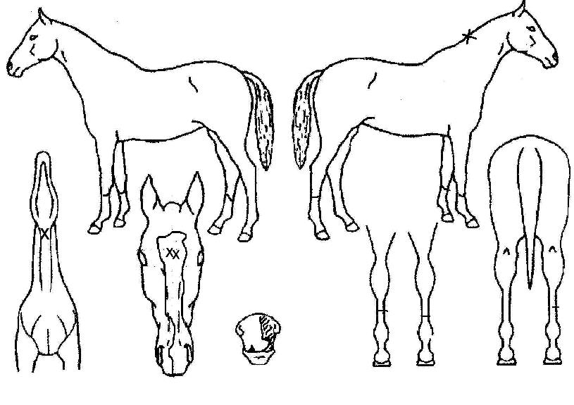 ¸®ÅÍ·¯¸®¶óÀÌÆ®ÀÇ Ãø¸é,¿ì¸é,µÞ¸é,µÎ»ó,´Ù¸®ÀÇ Æ¯Â¡µµÇØ