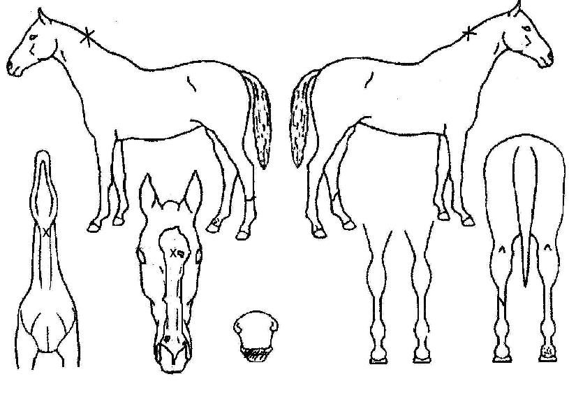 ºê·£Æ²¸®ÀÇ Ãø¸é,¿ì¸é,µÞ¸é,µÎ»ó,´Ù¸®ÀÇ Æ¯Â¡µµÇØ