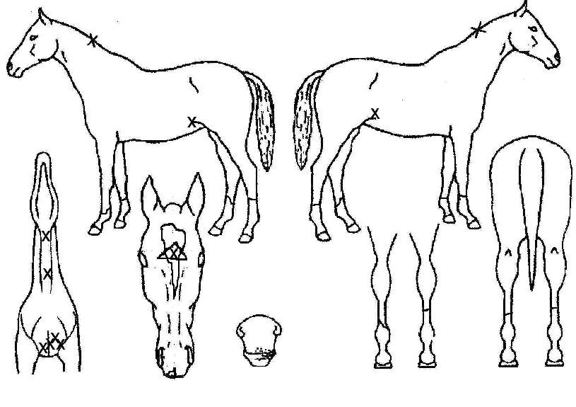 �Ϸ�ú�ν��� ����,���,�޸�,�λ�,�ٸ��� Ư¡����