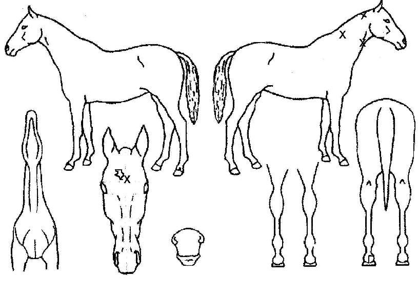 ÇÁ·¹Àúº£À̼ÇÀÇ Ãø¸é,¿ì¸é,µÞ¸é,µÎ»ó,´Ù¸®ÀÇ Æ¯Â¡µµÇØ