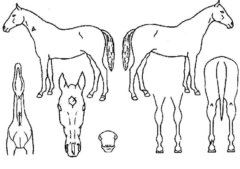 ġ��Ǯ�� ����,���,�޸�,�λ�,�ٸ��� Ư¡����