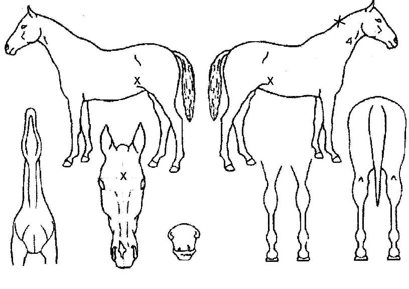 ����콬�����Ʈ�� ����,���,�޸�,�λ�,�ٸ��� Ư¡����