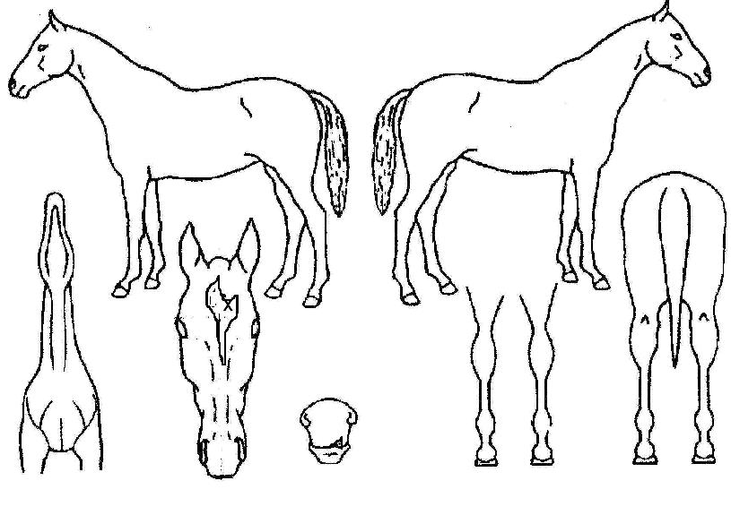 µô·¯½ºµå¸²ÀÇ Ãø¸é,¿ì¸é,µÞ¸é,µÎ»ó,´Ù¸®ÀÇ Æ¯Â¡µµÇØ