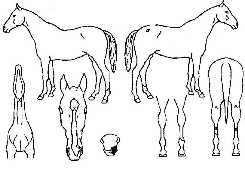 ºê¸®Å¸´ÏÁ½ºÆ®ÀÇ Ãø¸é,¿ì¸é,µÞ¸é,µÎ»ó,´Ù¸®ÀÇ Æ¯Â¡µµÇØ