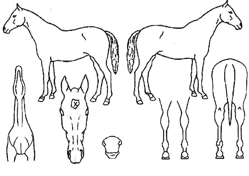 �𽺾���� ����,���,�޸�,�λ�,�ٸ��� Ư¡����