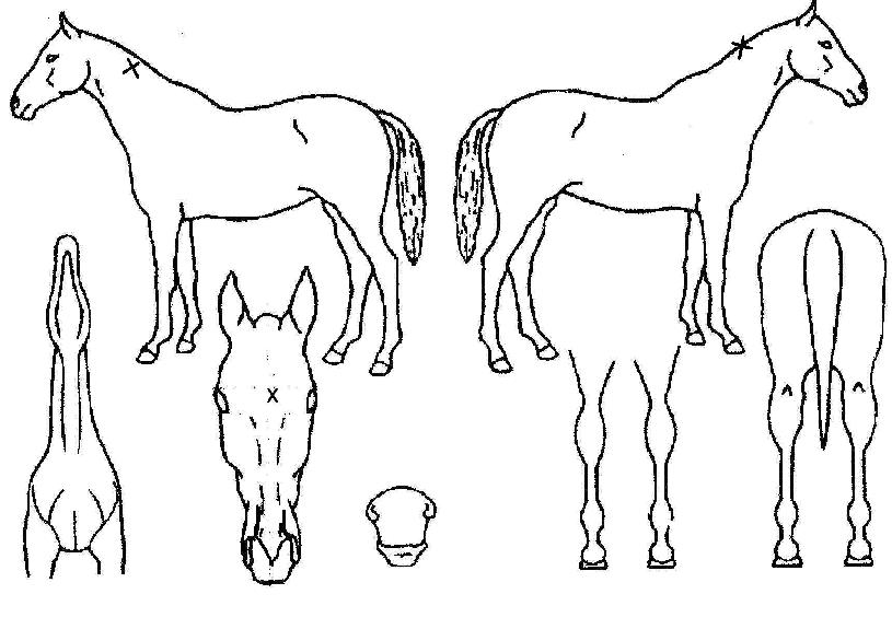 ÄùÀÏ·±ÀÇ Ãø¸é,¿ì¸é,µÞ¸é,µÎ»ó,´Ù¸®ÀÇ Æ¯Â¡µµÇØ